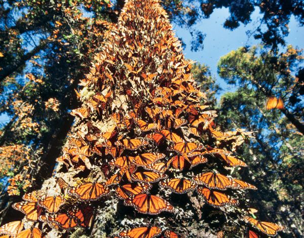 Santuario de la Mariposa Monarca, México