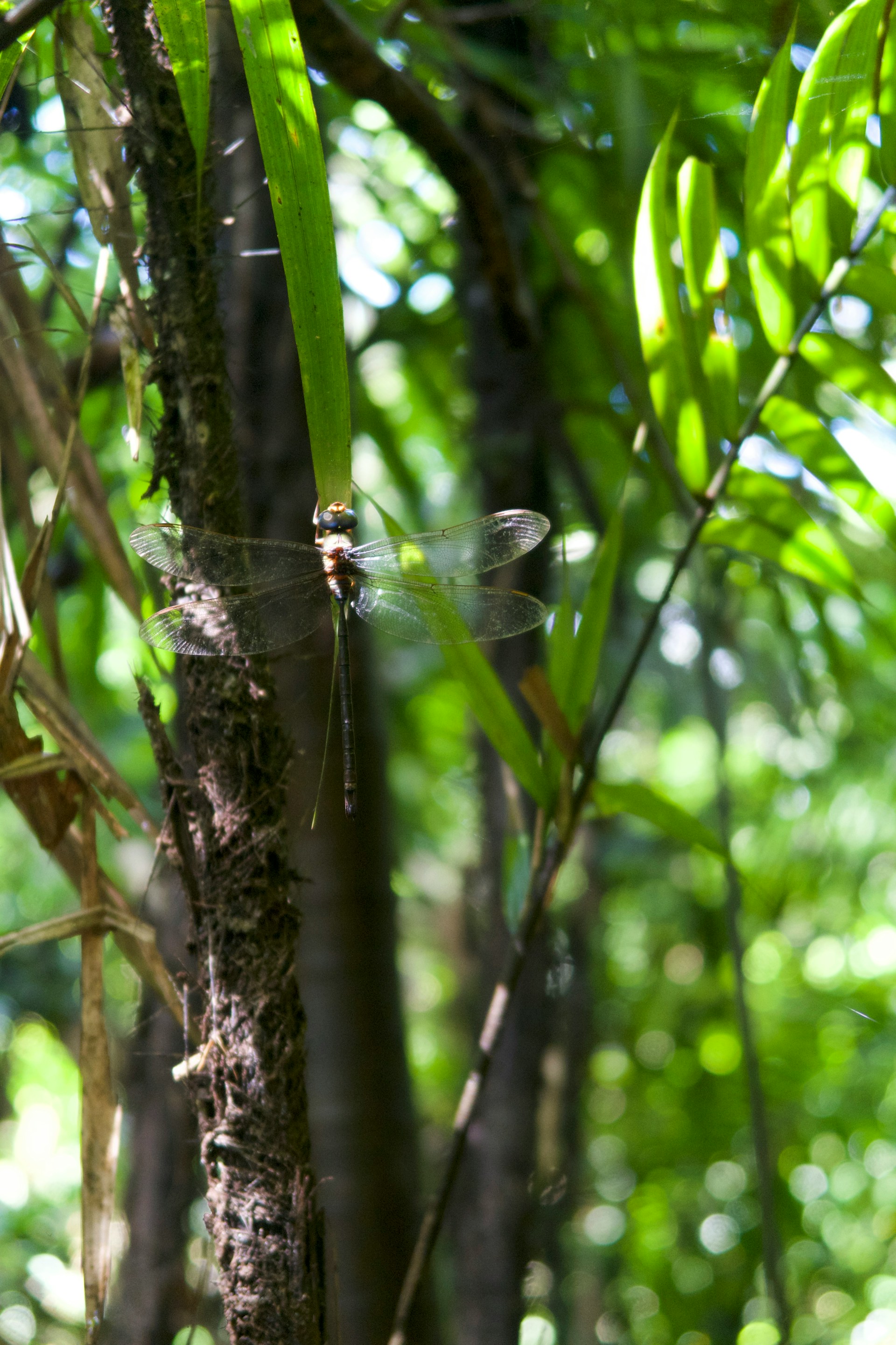 Amazonia Peruana