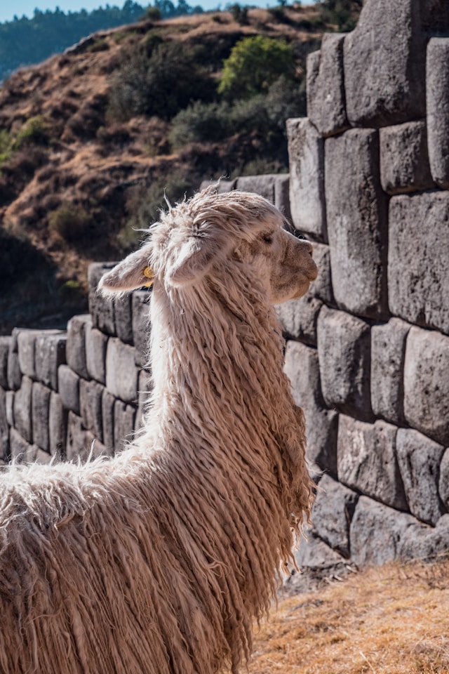 Sacsayhuamán